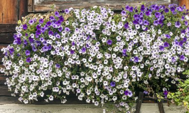 Çiçekler ve tencere ile dekore edilmiş cephe