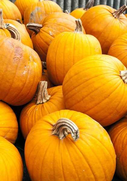Pumpkins Next Each Other Forming Background Royalty Free Stock Images