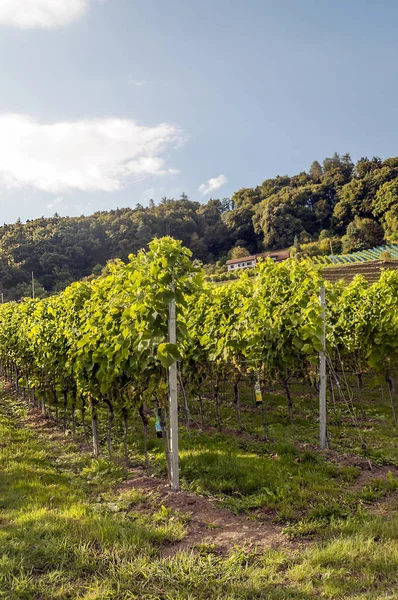 Виноградники Штайн Рейн Швейцарии Солнечный День — стоковое фото