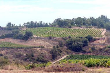 Güneşli bir günde İspanya La Rioja içinde bağlar.