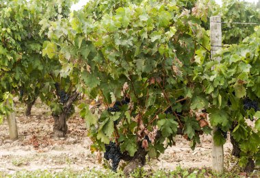 Güneşli bir günde İspanya La Rioja içinde bağlar.
