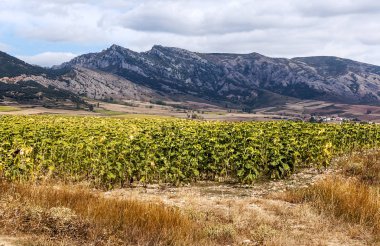 İspanya Kuzey güneşli bir tahıl ekili alanlar.