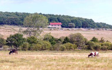 Avrupa'nın doruklarına İspanya Asturias il güneşli bir günde'kuzeyinde dağlarda.