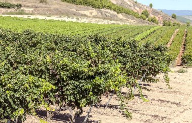 Vineyards in La Rioja in Spain on a sunny day. clipart