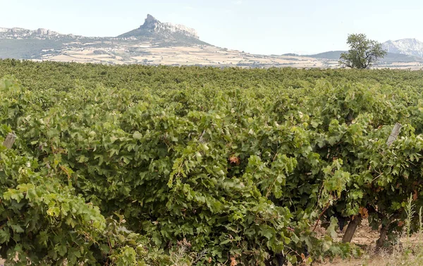 Vinhedos Rioja Espanha Dia Ensolarado — Fotografia de Stock