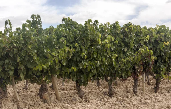 Виноградники Риоха Испании Солнечный День — стоковое фото