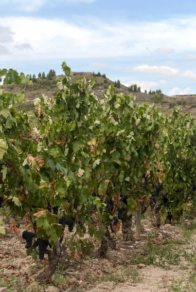 Vingårdar Rioja Spanien Solig Dag — Stockfoto