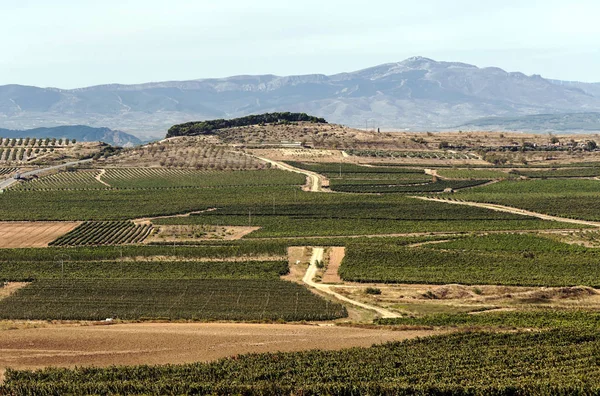 Vingårdar Rioja Spanien Solig Dag — Stockfoto