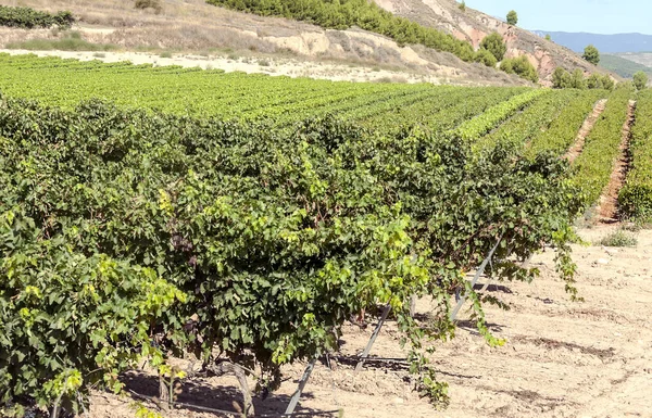 Виноградники Риоха Испании Солнечный День — стоковое фото