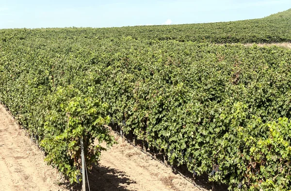 Wijngaarden Rioja Spanje Een Zonnige Dag — Stockfoto