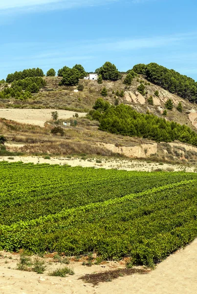 Vingårdar Rioja Spanien Solig Dag — Stockfoto