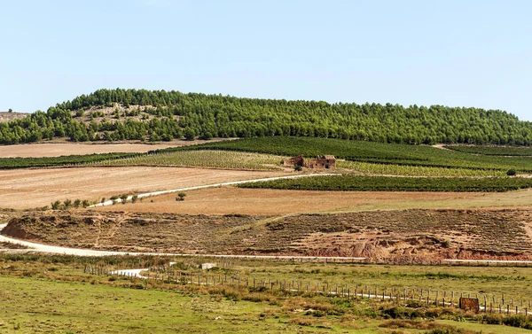 晴れた日にスペインのラ リオハ州のブドウ畑 — ストック写真