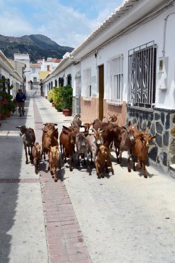 Pampaneira, Granada, İspanya-Ocak 2016. Beyaz Pampaneira köyü bir sokakta güneşli bir günde ev sahipliği yapmaktadır. Keçi çobanına eşlik.