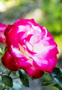 Odaklanmamış arka plan ile çiçek