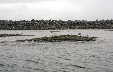 Norveç kutup kuzey kutup dairesi yakınındaki balina