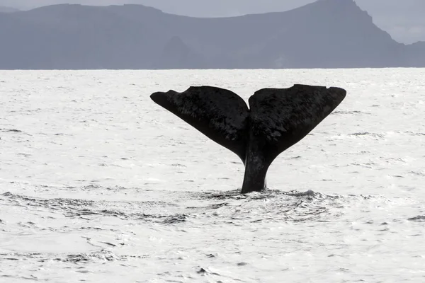 Observação Baleias Noruega Perto Círculo Ártico Polar — Fotografia de Stock
