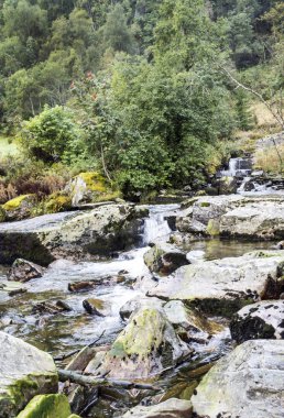 Ağaçları ile çevrili ormandaki nehir