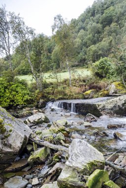 Ağaçları ile çevrili ormandaki nehir