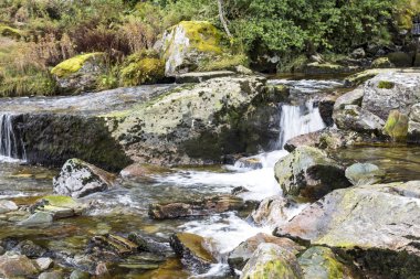 Ağaçları ile çevrili ormandaki nehir