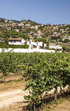 Alella köyü. Alella Katalonya iline bağlı bölge. Maresme bölge il, Barselona'da ait. 