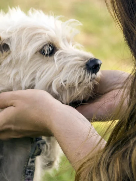 Cane Che Gioca Sull Erba Una Giornata Sole — Foto Stock