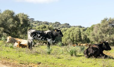 Jaen İspanyol il güneşli bir günde Sierra de Cazorla dağlarında.