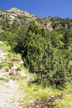Güneşli bir günde İspanya 'nın Benasque vadisinde Pireneler Dağları.