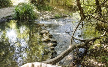 Güneşli bir günde ormandaki nehir