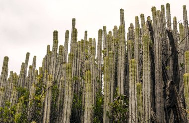 Bulutlu bir günde Tenerife Anaga dağlar