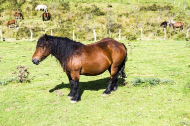 Bask Ülkesi alanlarında atlar