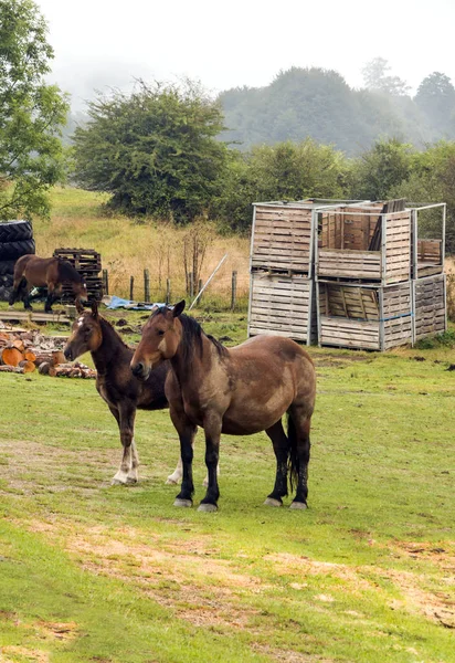 Horses Fields Basque Country — Stock Photo, Image