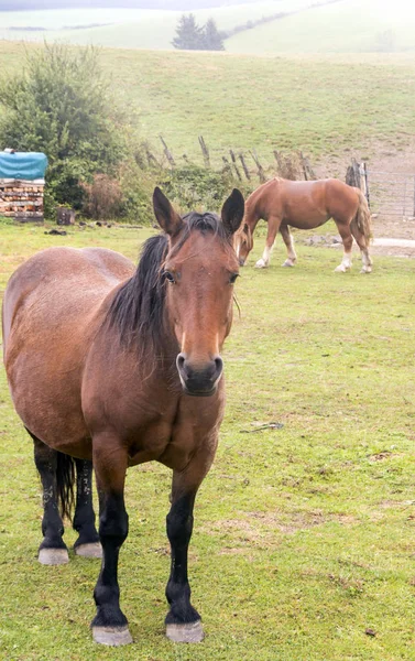 Horses Fields Basque Country — Stock Photo, Image