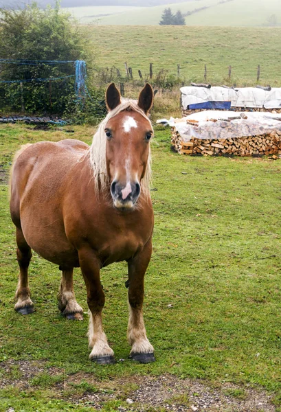 Horses Fields Basque Country — Stock Photo, Image