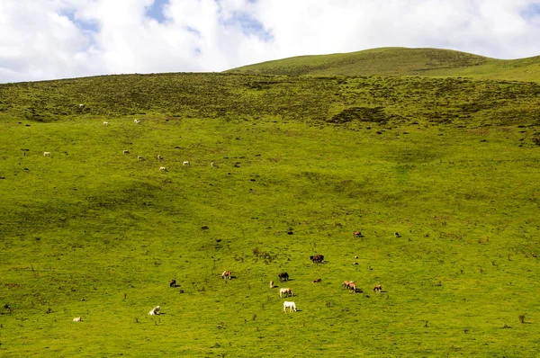 Піренейських Горах Navarra Похмурий День — стокове фото