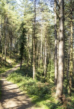 Bulutlu bir günde Navarra Pireneler dağları