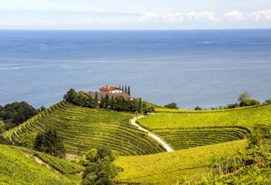 Fields of vineyards in Zumaia, San Sebastian, Spain on a sunny day clipart