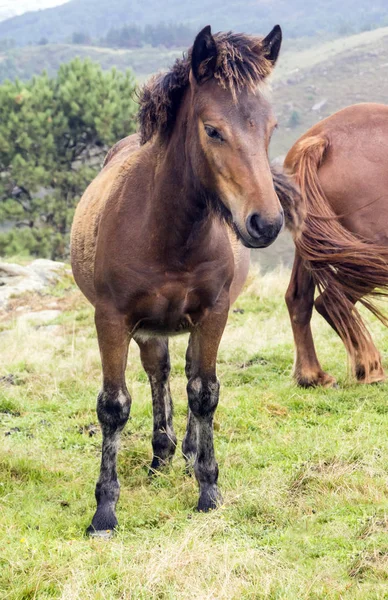 Horses Fields Basque Country — Stock Photo, Image