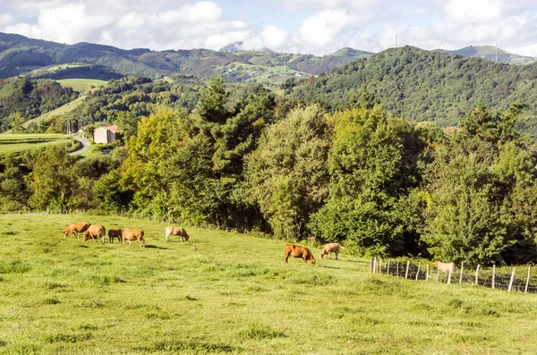Vacas Las Montañas Del País Vasco España Día Nublado — Foto de Stock