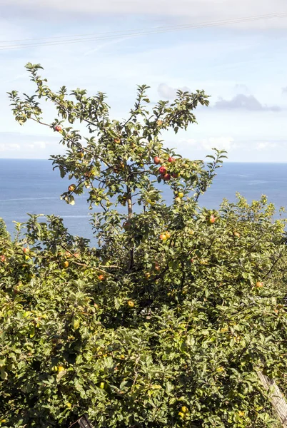 Appelboom Door Zee Een Zonnige Dag — Stockfoto