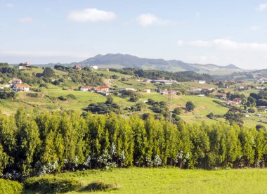 Asturias çayırda İspanya Kuzey güneşli bir günde ormanda
