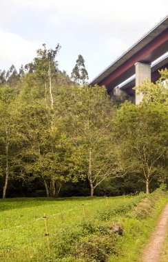 İspanya'nın kuzeyindeki dağlarda orman