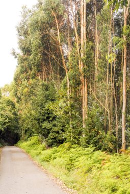 Güneşli bir günde İspanya'nın kuzeyinde Alan