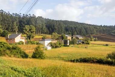 İspanya'nın kuzeyindeki ormandaki ağaçlar.