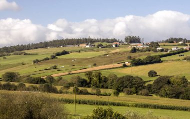 İspanya'nın kuzeyindeki ormandaki ağaçlar.