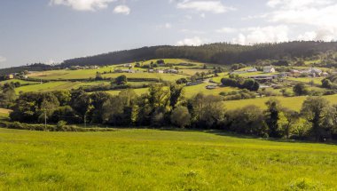 İspanya'nın kuzeyindeki ormandaki ağaçlar.