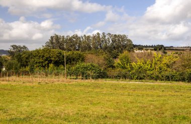 İspanya'nın kuzeyindeki ormandaki ağaçlar.