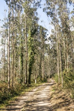 İspanya'nın kuzeyindeki ormandaki ağaçlar.