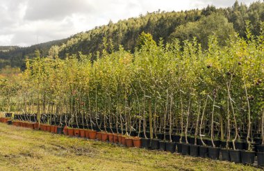 İspanya'nın kuzeyindeki ormandaki ağaçlar.