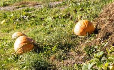 Ekili tarlanın arazisinde kabaklar.