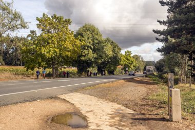 İspanya'nın kuzeyindeki ormandaki ağaçlar.